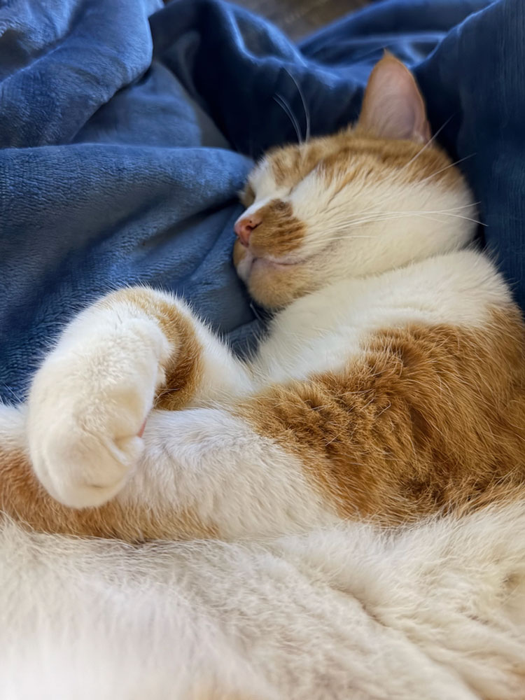 Flower-Sleeping