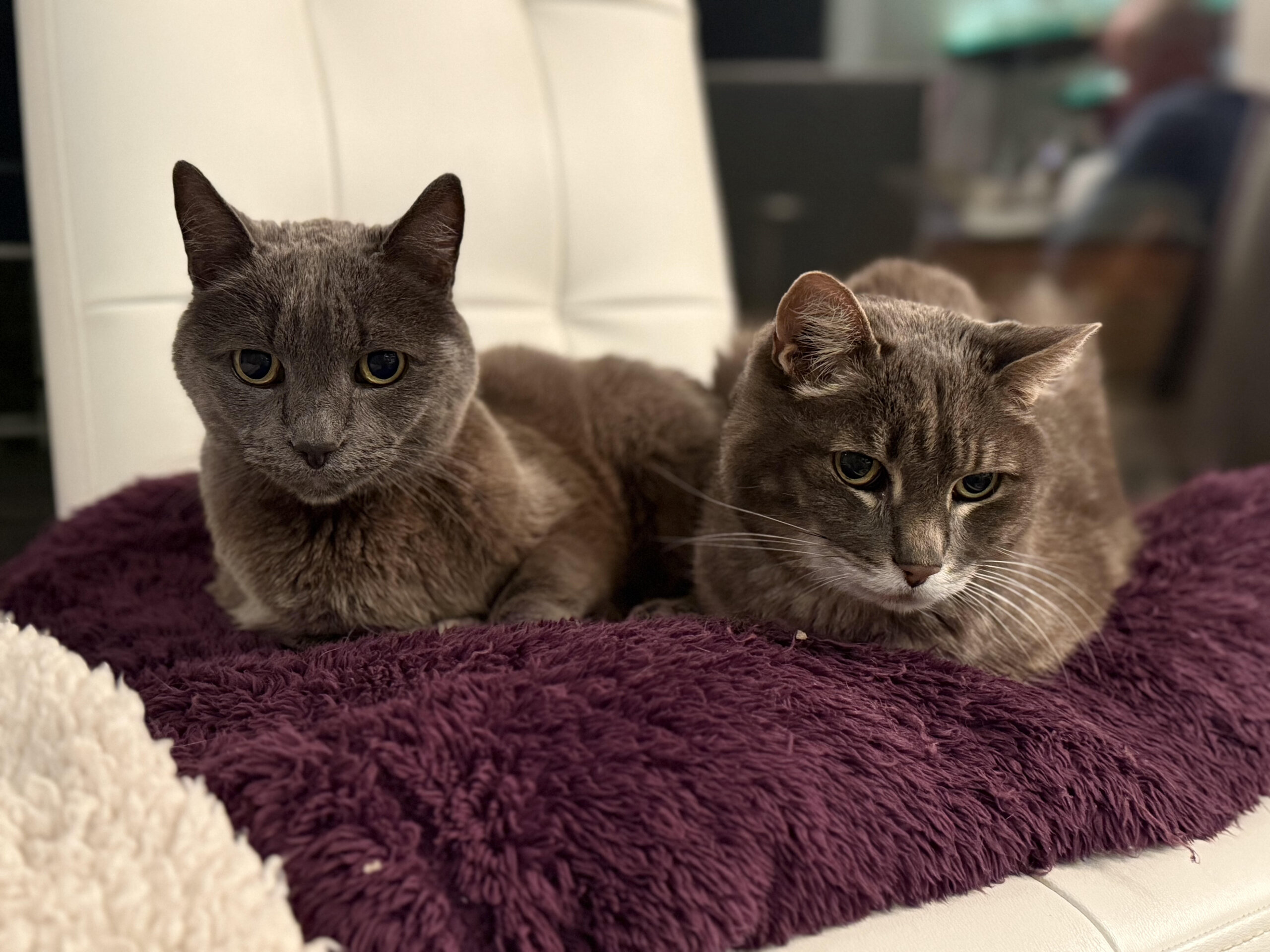 Lancelot & Galahad